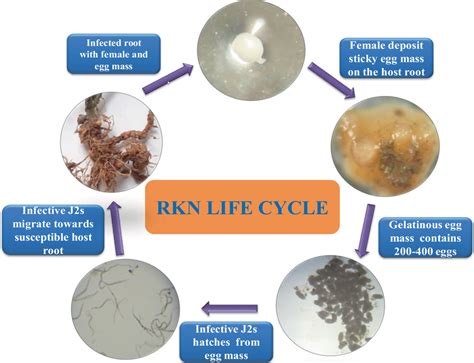 Life cycle of root-knot nematode | Download Scientific Diagram