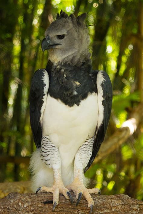 Harpy Eagle | Harpy eagle, Birds of prey, Pet birds