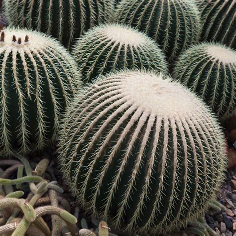 Barrel Cactus Plants: Learn About Different Barrel Cactus Varieties