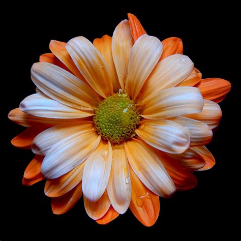 Orange Daisy – Art Photo Web Studio