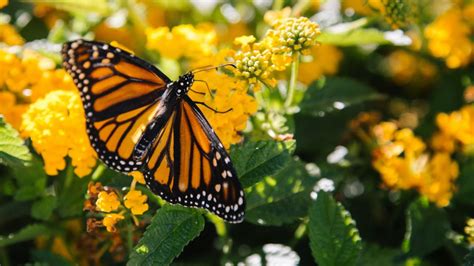 How to Give Monarch Butterflies a Head-Start This Spring | Blog ...