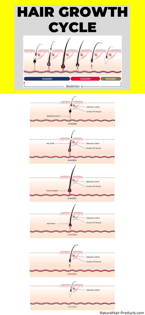 Hair Growth Cycle Explanation [Easy-to-Understand]