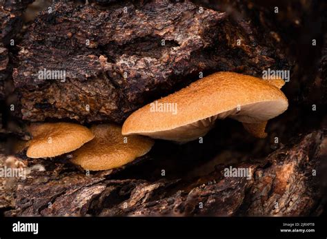 fungi in tree Stock Photo - Alamy