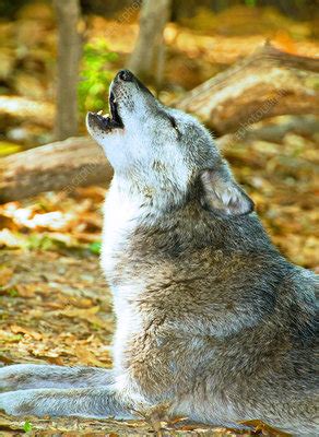 Grey Wolf Howling - Stock Image - C017/5205 - Science Photo Library