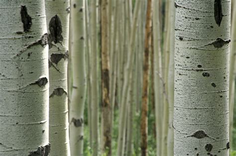 Aspen Tree Bark Close Up Stock Photo - Download Image Now - iStock