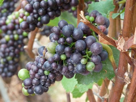 The Effects of Cluster Leaf Zone Removal on Oregon Pinot Noir