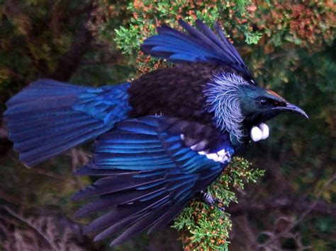 NZ native tui | Tui bird, Beautiful birds, Pretty birds