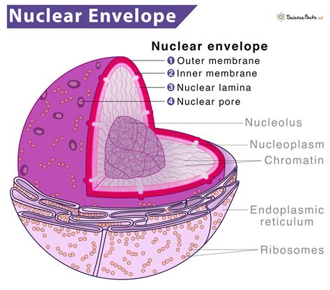 Nuclear Membrane In A Plant Cell