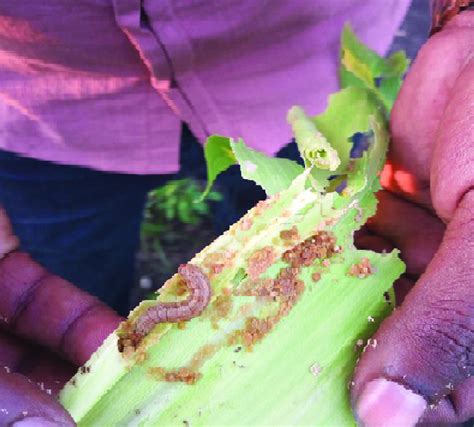 Stem-borer larvae attacking a sorghum plant Photo: Shumet Chakel (This... | Download Scientific ...