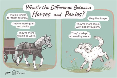 Ponies vs. Horses: What's the Difference?