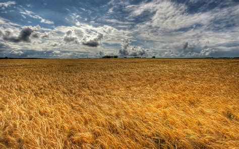 Wheat fields, Field painting, Golden field