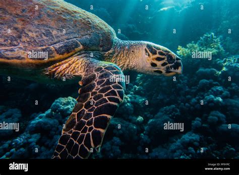 Hawksbill sea turtle in the Red Sea, dahab, blue lagoon sinai a.e Stock ...