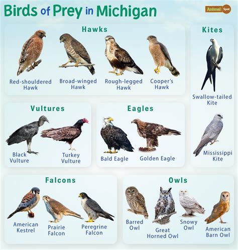 Birds of Prey in Michigan – Facts, List, Pictures