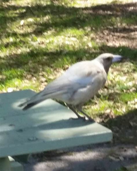 VERY RARE Albino #Magpie @ Evans Head NSW.... they are normally black and white. By *BB* Central ...