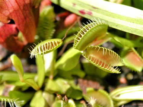 Carnivorous Plants