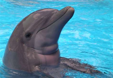 Free Baby Dolphin 3 Stock Photo - FreeImages.com