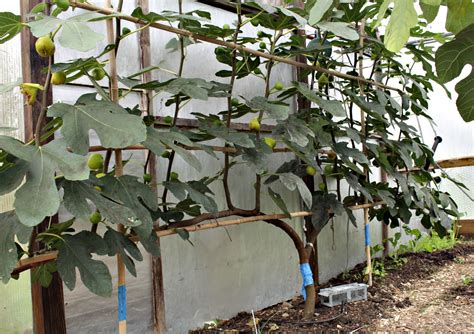 Espalier fig in October, with ripe fruits | Espalier fruit trees, Fruit garden, Fruit trees