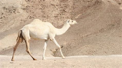 10 Facts about Wild Dromedary Camel