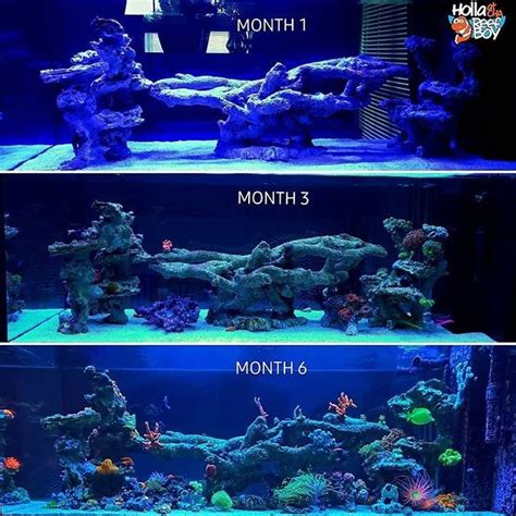 Saltwater Aquarium Setup, Coral Reef Aquarium, Saltwater Fish Tanks, Aquascape Aquarium, Marine ...