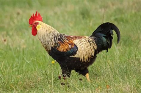 Old English Game - An Amazing Chicken Breed You Didn't Know About