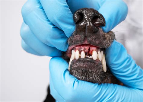 Dog Tooth Extraction Cost – Top Dog Tips