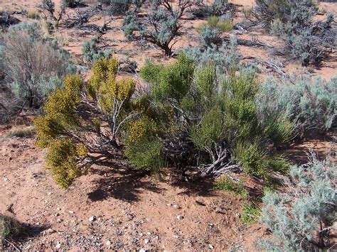 Mormon Tea | This is Green Mormon Tea(Ephedra viridis), a co… | Flickr