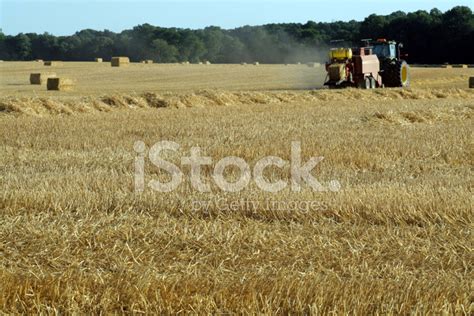 Wheat Harvest Stock Photo | Royalty-Free | FreeImages