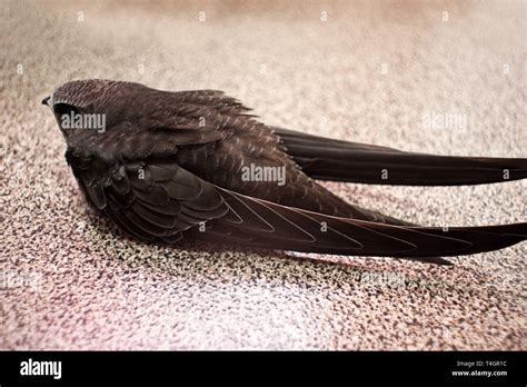 Black swift bird hi-res stock photography and images - Alamy