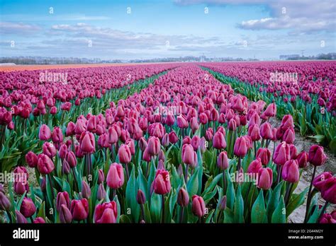 Aerial view of bulb-fields in springtime, colorful tulip fields in the ...