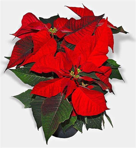 Live Red Poinsettia Plant - A vibrant holiday plant with red bracts ...