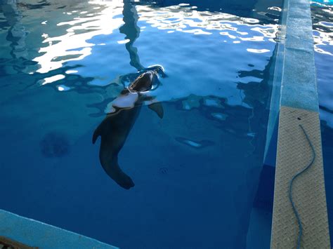 Winter the dolphin at the Clearwater Marine Aquarium | Clearwater ...