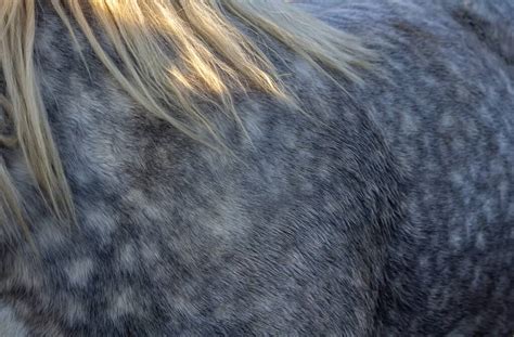 The Roan Horse Pattern: A Unique Coat That’s Admired By Many