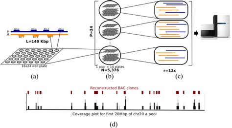 Haplotyping with bacterial artificial chromosome (BAC) clones. (a)... | Download Scientific Diagram