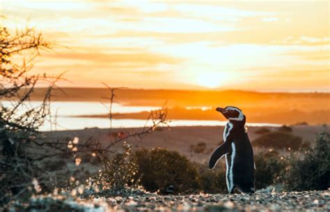 Where to See Penguins in Argentina: 6 Destinations in Patagonia