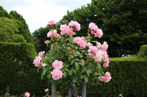 Premium Photo | Hybrid-tea-rose bouquet in a garden under the sunlight ...