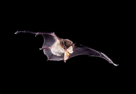 Bats: Farmers Secret Pest-Control Weapon - Bat Conservation International