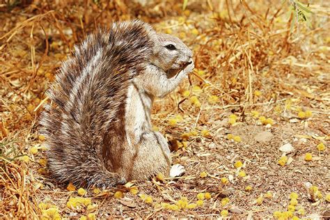 African Ground Squirrel Photograph by MaryJane Sesto