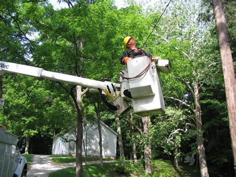 The Importance of Tree Trimming & Your Service | Hendricks Power