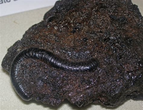 Fossil millipede (La Brea Asphalt, Pleistocene; La Brea tar pits, Los Angeles, California, USA ...