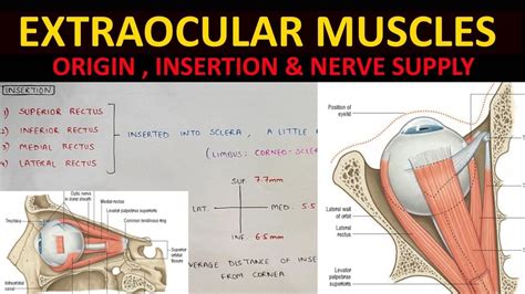 Extraocular Muscles Anatomy (2/2) | Origin, Insertion & Nerve Supply - YouTube