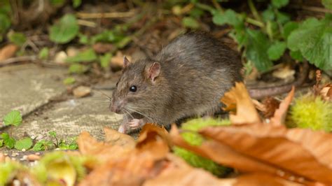 Gardeners Love This Shrub For Its Delicious Fruit And It's Rat-Repelling Powers