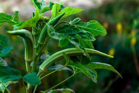 Types of African Leafy Greens for Cooking