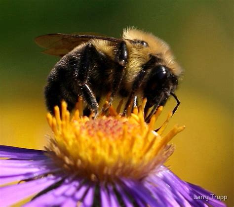 "THE HONEY BEE QUEEN" by Larry Trupp | Redbubble