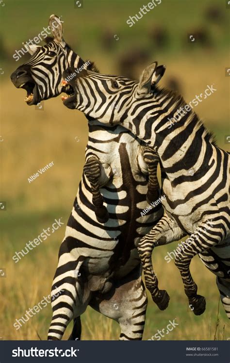 Zebra Stallions Fighting Stock Photo (Edit Now) 66581581