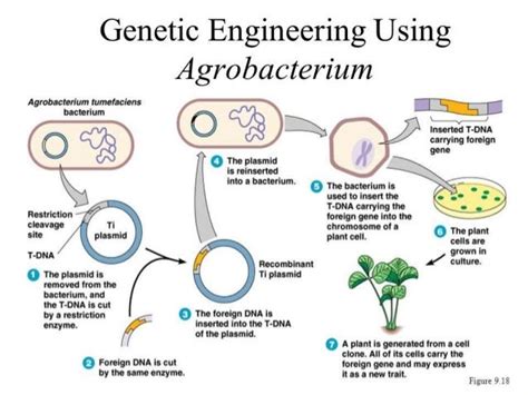 Transgenic plants and applications