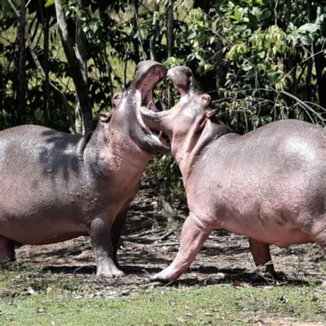 Hippos Repopulate Pablo Escobar’s Legacy at His Multimillion-Dollar Mansion