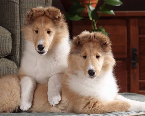 Rough Collie Wallpapers | Fun Animals Wiki, Videos, Pictures, Stories