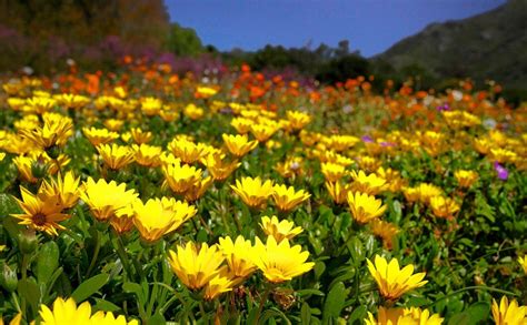 10 Best Places To View Spring Wildflowers | West Coast