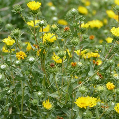 Grindelia stricta (Entire-leaved Gumweed) – Satinflower Nurseries