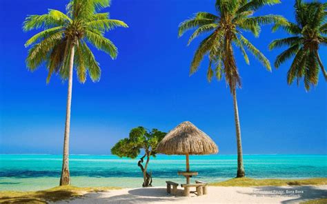 Download Tropical Beach Hut Palm Trees Wallpaper | Wallpapers.com